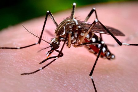 aedes-aegypti